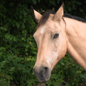 Finisk Valley Therapeutic Riding Horses