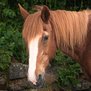 Finisk Valley Therapeutic Riding Horses