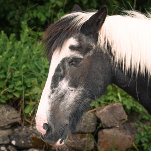 Finisk Valley Therapeutic Riding Horses