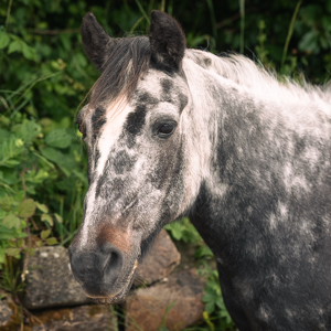 Finisk Valley Therapeutic Riding Horses