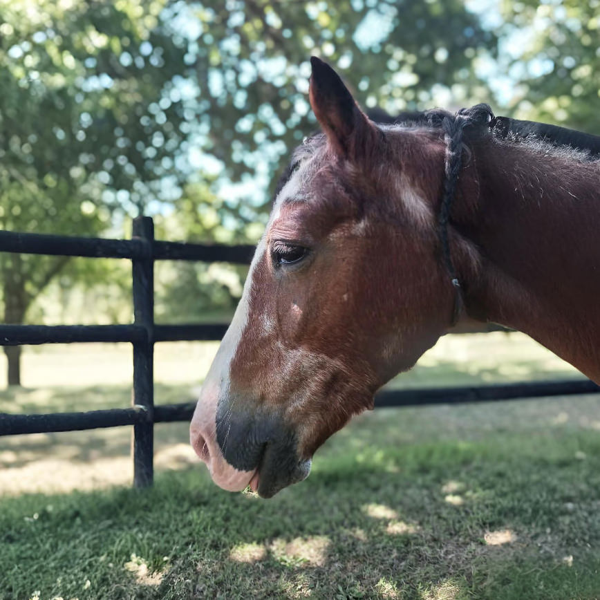 Finisk Valley Therapeutic Riding Horses